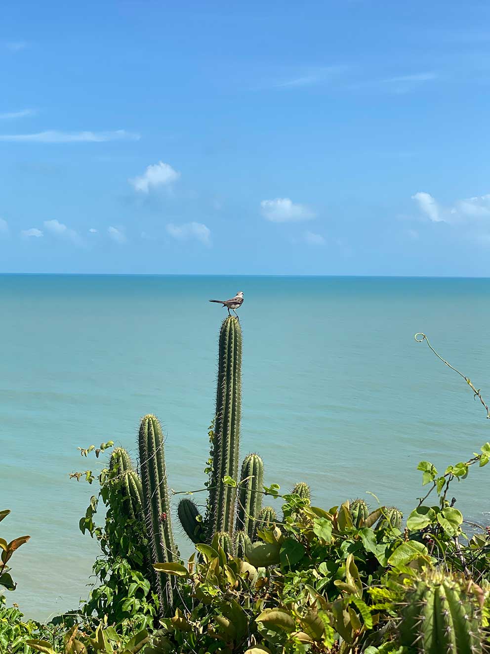 Jericoacoara beach