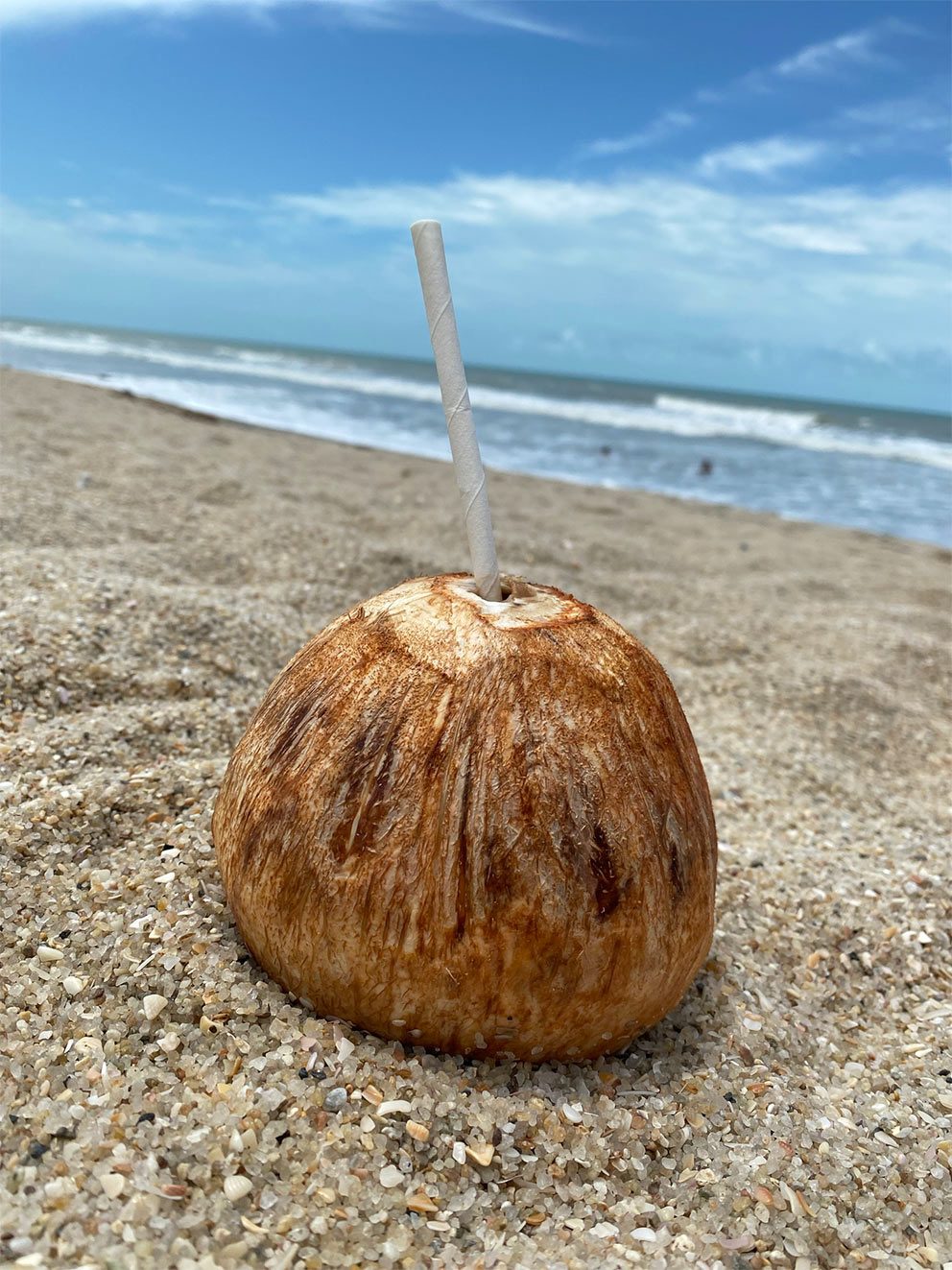 Coconuts on a Brazilian beach