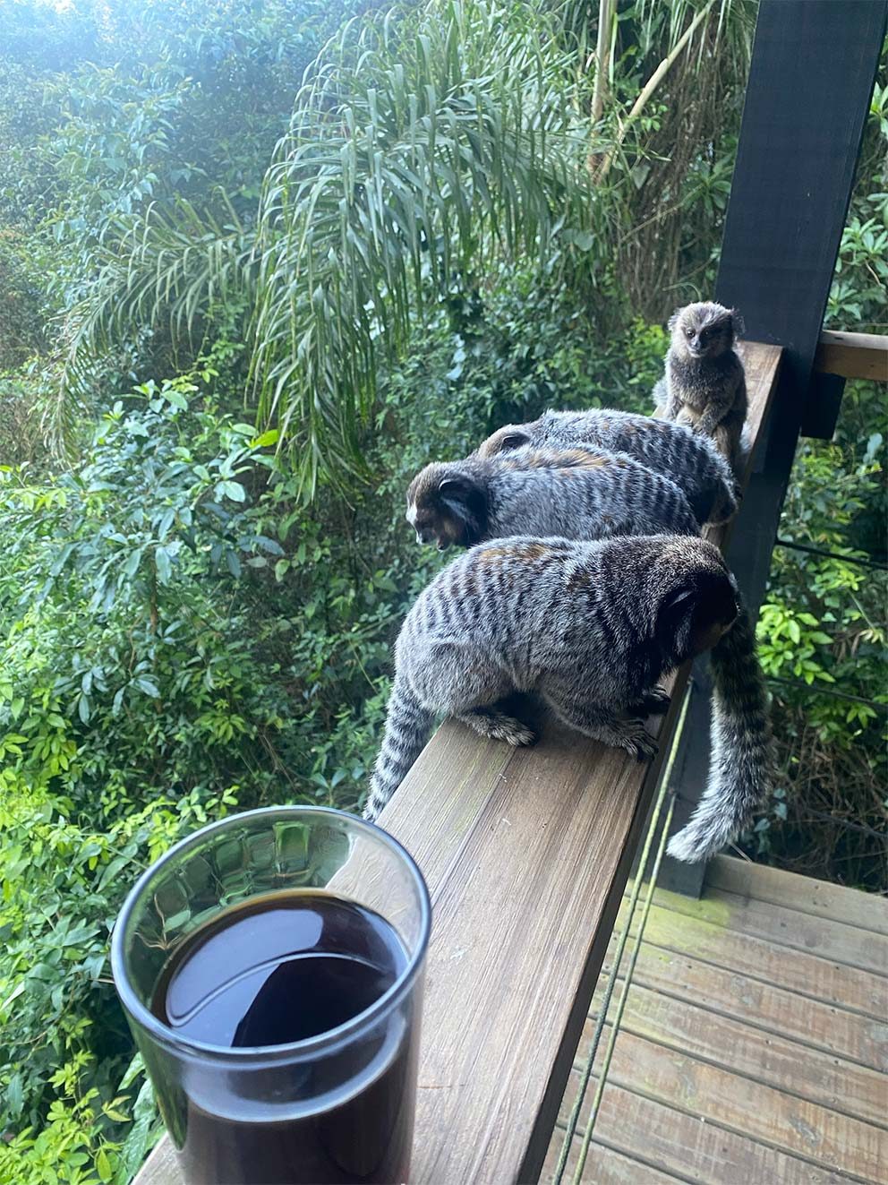 Working from a Florianópolis Airbnb where wild monkeys roam the property